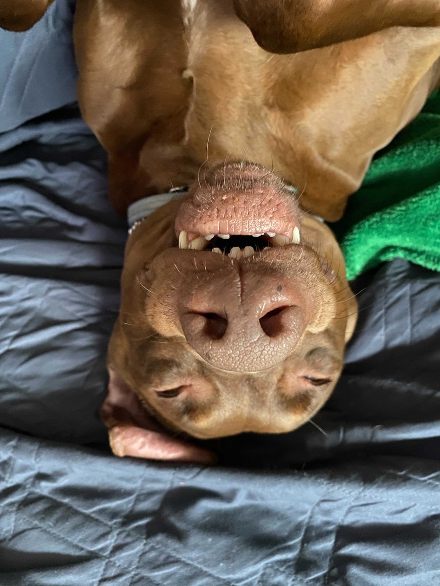 Ross' happy dog relaxing